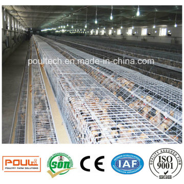 Équipement automatisé de cage de poulet de volaille agricole